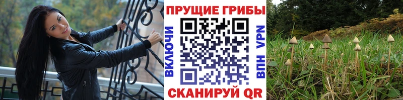 МЕГА ссылки  Порхов  Псилоцибиновые грибы Magic Shrooms 